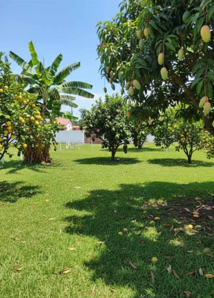 VENDO TRÊS LOTES NO PORTO DO CARRO EM SÃO PEDRO DA ALDEIA-RJ.